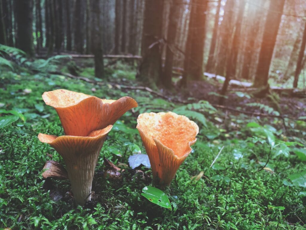 Ce avem noi aici: Admirând și Înțelegând Frumusețea și Importanța Faunei și Florei Noastre în Rezervațiile Naturale