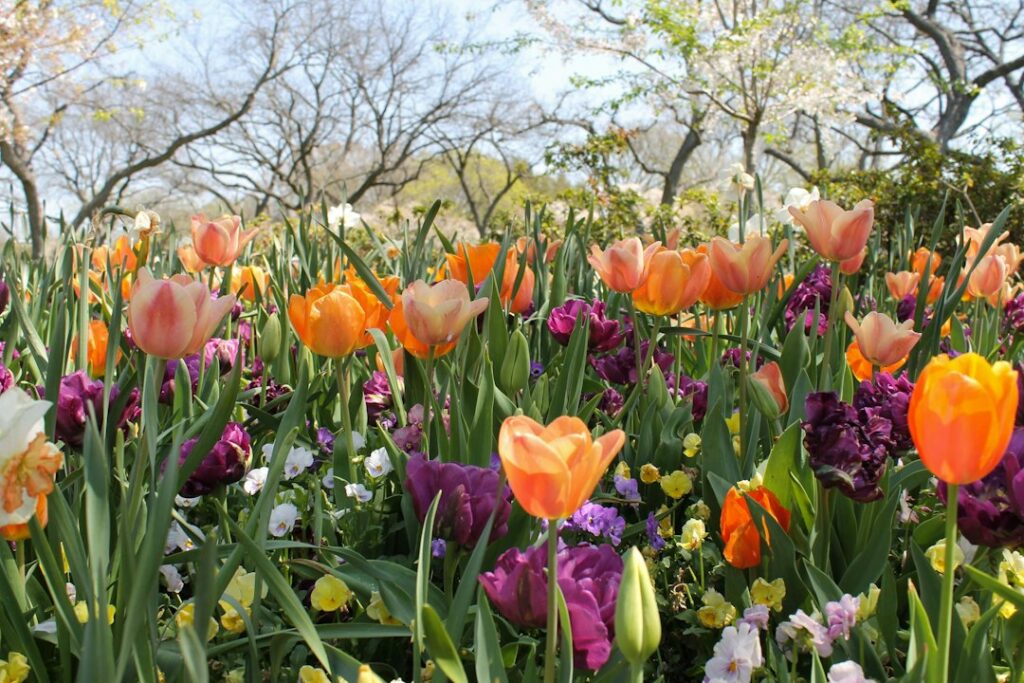 Ce avem noi aici: O incursiune în lumea plantelor și a florilor la grădinile botanice locale
