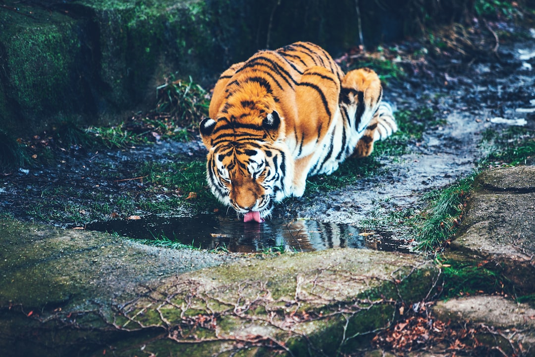 Photo visezi animale sălbatice