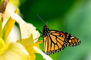 Photo spiritual transformation