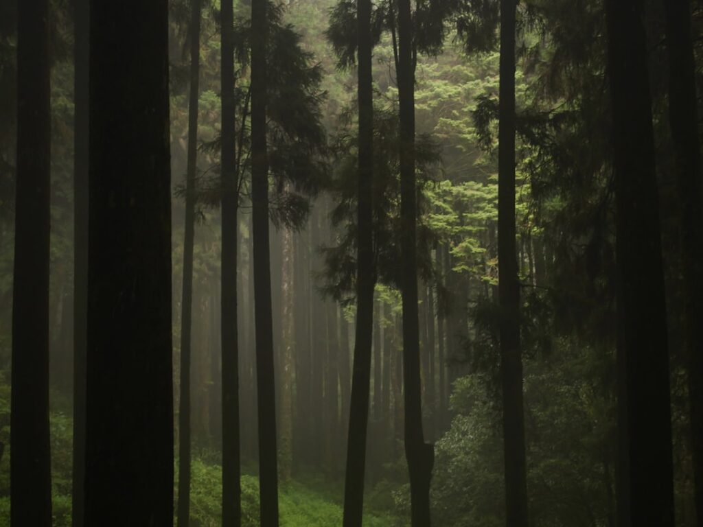 Ce înseamnă să visezi o pădure întunecată