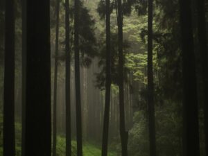 Photo dreaming forest