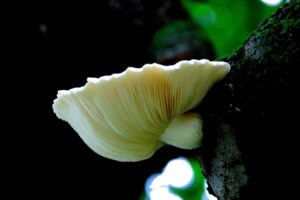 Photo soup cream mushroom