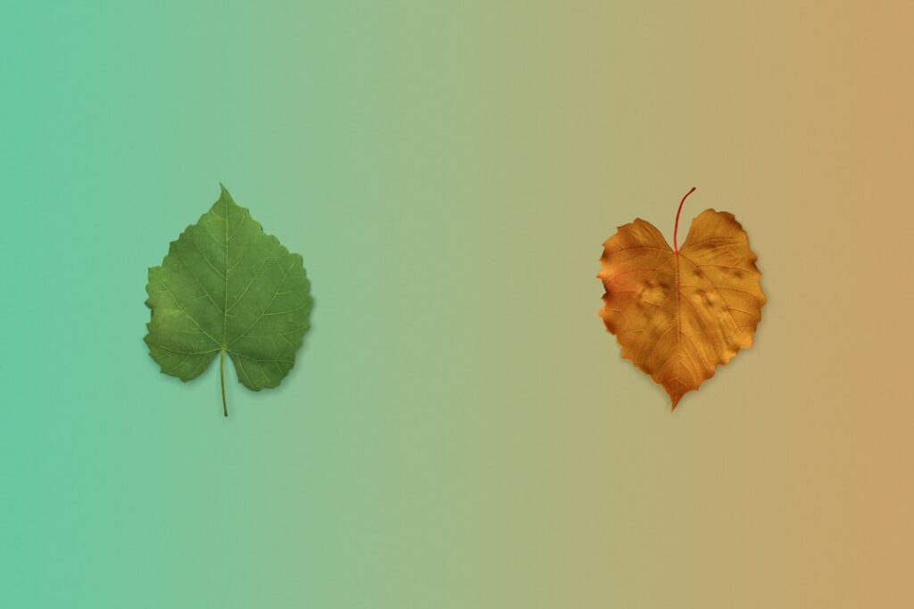 Explorând schimbările din vise – Visele sunt răspunsul la întrebările pe care nu le-ai putut pune. – Fox Mulder