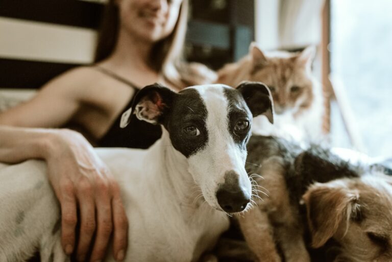 Cafenele prietenoase cu animalele de companie în București